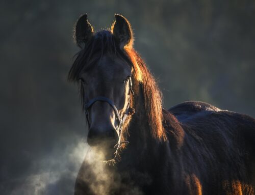 Angst beim Reiten